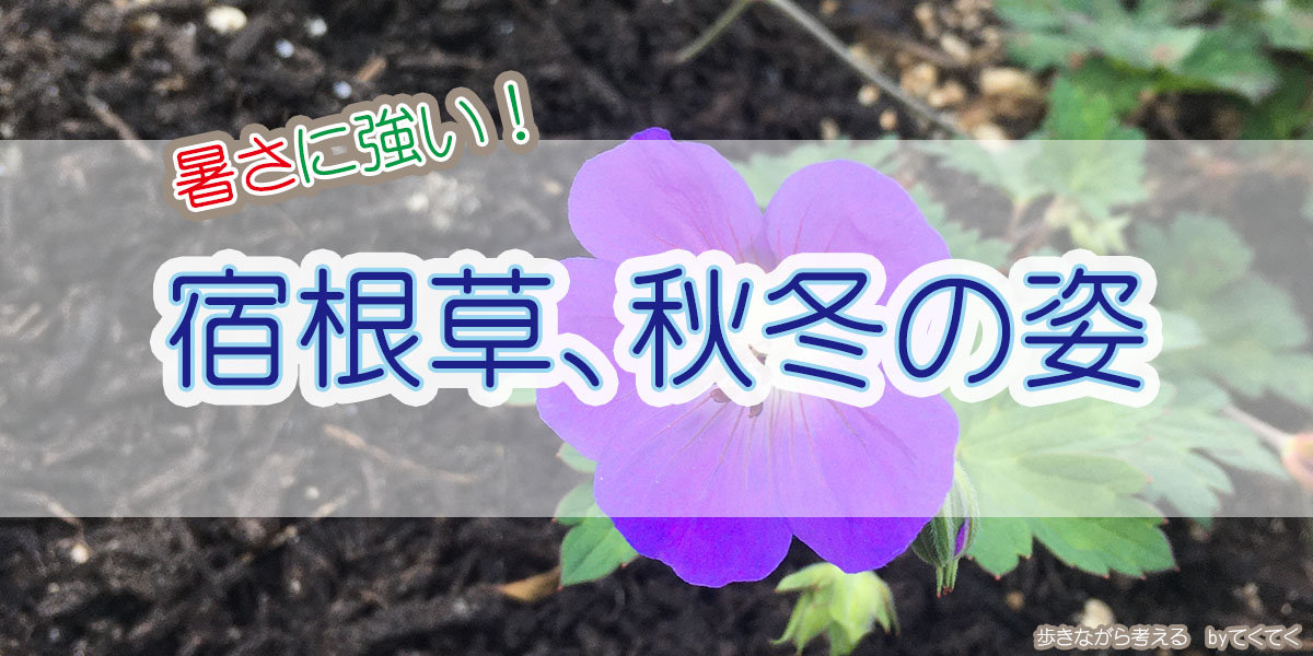 夏に強い宿根草 秋冬の姿 歩きながら考える