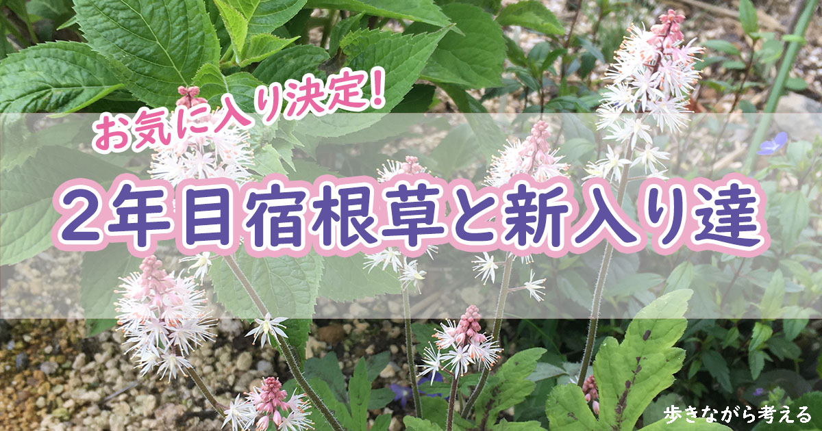 お気に入り決定 2年目の宿根草と新入り宿根草のご紹介 歩きながら考える